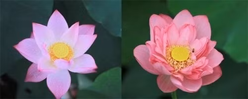 Hoa sen (phải) có màu sắc hồng tươi hơn quỳ (trái).