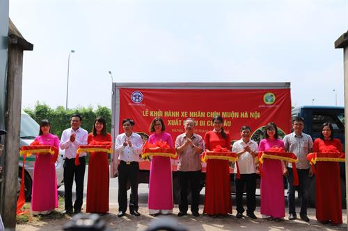 Phó Chủ tịch Thường trực UBND Thành phố Hà Nội Nguyễn Văn Sửu (người đứng giữa) cắt băng khởi hành xe chở nhãn chín muộn xuất khẩu sang châu Âu. Ảnh: Lê Lan Hương Giám đốc Sở Nông nghiệp và Phát triển nông thôn Hà Nội Chu Phú Mỹ (người đứng giữa) cắt băng khởi hành xe chở nhãn chín muộn xuất khẩu sang Mỹ. Ảnh: Lê Lan Hương