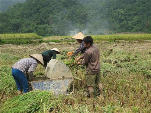 Trên những cánh đồng lúa trên địa bàn nông thôn tỉnh Cao Bằng chủ yếu là người già và phụ nữ làm việc. Ảnh: Chu Hiệu – TTXVN. Trên những cánh đồng lúa trên địa bàn nông thôn tỉnh Cao Bằng chủ yếu là người già và phụ nữ làm việc. Ảnh: Chu Hiệu – TTXVN.