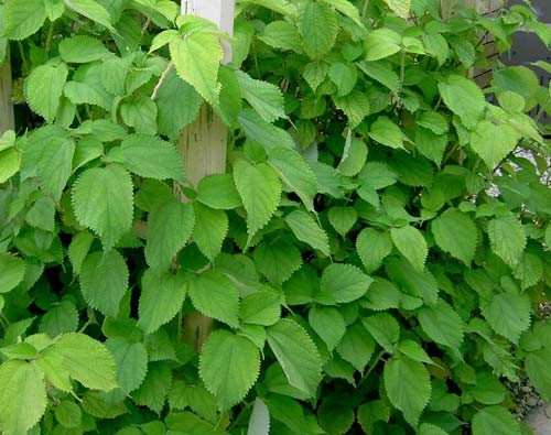 Cây gai và những công dụng tuyệt vời với phụ nữ ảnh 1