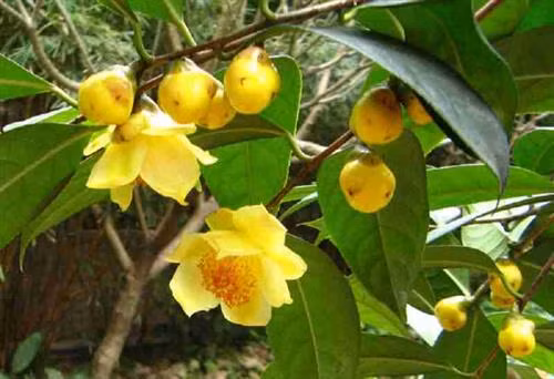 Cây trà hoa vàng còn có tên gọi khác là kim hoa trà, trà trường thọ, trà rừng… Ảnh: caythuoc.org