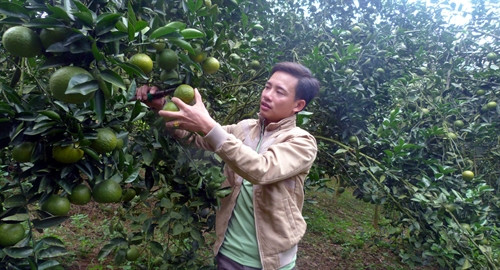 Vườn cam của gia đình anh Lương Văn Đại vào mùa thu hoạch