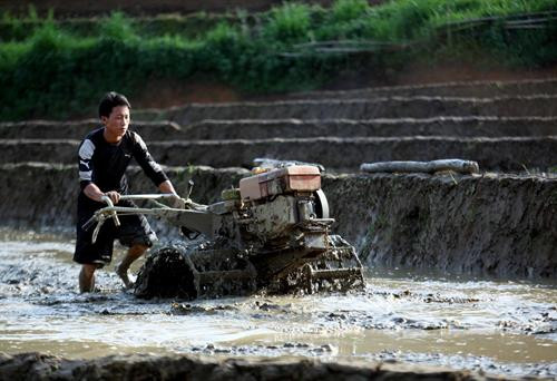 Lai Châu mùa nước đổ ảnh 8 Lai Châu mùa nước đổ ảnh 8