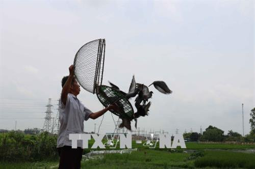 Các nghệ nhân đang vực chim. Ảnh: Thanh Thương - TTXVN Các nghệ nhân đang vực chim. Ảnh: Thanh Thương - TTXVN