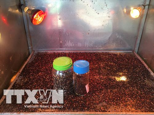 Tiêu sạch đảm bảo chất lượng, màu sắc được bà con nông dân trồng tiêu xã Nam Yang, huyện Đăk Đoa. Ảnh: Hồng Điệp - TTXVN Tiêu sạch đảm bảo chất lượng, màu sắc được bà con nông dân trồng tiêu xã Nam Yang, huyện Đăk Đoa. Ảnh: Hồng Điệp - TTXVN