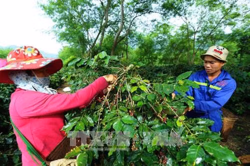 Đẩy mạnh cho vay canh tác cà phê tại Tây Nguyên ảnh 1
