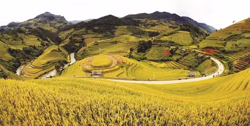 Ruộng bậc thang mùa lúa chín