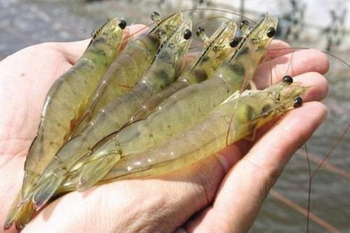 Cách chọn tôm tươi ngon, an toàn cho cả nhà ảnh 1 Cách chọn tôm tươi ngon, an toàn cho cả nhà ảnh 1