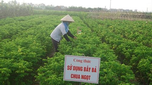 Nông dân xã Vân Côn, Hoài Đức sử dụng bẫy bả chua ngọt phòng trừ sâu khoang trên ruộng rau ngót. Ảnh: nongnghiep.vn