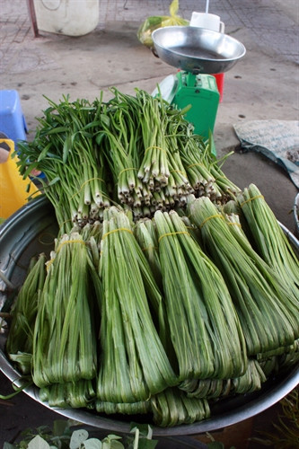 Rau tróc, mọc tự nhiên nhiều dưới tầng đáy nước trong các vuông tôm, ao đìa. Rau tróc, mọc tự nhiên nhiều dưới tầng đáy nước trong các vuông tôm, ao đìa.