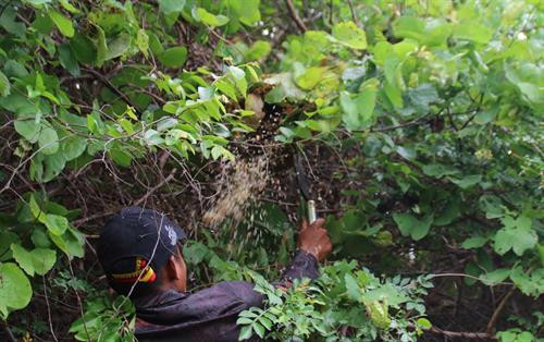 Những thợ săn kiến vàng thường đi dọc suối và tập trung quan sát trên các ngọn cây để tìm tổ kiến. Tổ kiến được những con kiến vàng to, vàng ươm, bụng căng mọng bảo vệ. Những tổ kiến nhỏ ở gần mặt đất, thợ săn kiến dễ dàng bắt cả tổ mang về. Những tổ kiến vàng có kích thước “khủng” thường được làm trên cây cao, thợ săn kiến phải leo lên mới bắt được tổ. Tuy nhiên việc bắt kiến không phải lúc nào cũng suôn sẻ. Tổ kiến bị vỡ, kiến tràn ra ngoài. Kiến vàng trưởng thành, kiến con, trứng kiến nằm lăn lóc trên đất. Ông Nay Mơ (buôn Chư Krih, xã Chư Drăng, huyện Krông Pa) dùng tay không bắt kiến. Cả tổ kiến được bắt bỏ vào bao mang sẵn. Kiến vàng và trứng kiến được rang sơ trên chảo nóng rồi loại bỏ phần rác, lá cây. Kiến vàng và trứng kiến đã được làm sạch, chuẩn bị chế biến muối kiến vàng. Kiến vàng và trứng kiến được giã cùng một số gia vị khác như muối, ớt rừng, lá thèn len… Muối kiến vàng có vị chua, mặn nên có thể ăn không hoặc ăn chung với cơm trắng, rau luộc, thịt luộc, thịt bò….. Những thợ săn kiến vàng thường đi dọc suối và tập trung quan sát trên các ngọn cây để tìm tổ kiến. Tổ kiến được những con kiến vàng to, vàng ươm, bụng căng mọng bảo vệ. Những tổ kiến nhỏ ở gần mặt đất, thợ săn kiến dễ dàng bắt cả tổ mang về. Những tổ kiến vàng có kích thước “khủng” thường được làm trên cây cao, thợ săn kiến phải leo lên mới bắt được tổ. Tuy nhiên việc bắt kiến không phải lúc nào cũng suôn sẻ. Tổ kiến bị vỡ, kiến tràn ra ngoài. Kiến vàng trưởng thành, kiến con, trứng kiến nằm lăn lóc trên đất. Ông Nay Mơ (buôn Chư Krih, xã Chư Drăng, huyện Krông Pa) dùng tay không bắt kiến. Cả tổ kiến được bắt bỏ vào bao mang sẵn. Kiến vàng và trứng kiến được rang sơ trên chảo nóng rồi loại bỏ phần rác, lá cây. Kiến vàng và trứng kiến đã được làm sạch, chuẩn bị chế biến muối kiến vàng. Kiến vàng và trứng kiến được giã cùng một số gia vị khác như muối, ớt rừng, lá thèn len… Muối kiến vàng có vị chua, mặn nên có thể ăn không hoặc ăn chung với cơm trắng, rau luộc, thịt luộc, thịt bò…..