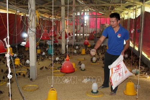 Mô hình chăn nuôi gà an toàn kết hợp trồng cây hái quả, trồng rừng của anh Lương Đình Trọng, thôn Khụ 1, xã Giao Thiện, huyện miền núi Lang Chánh, Thanh Hóa cho thu nhập 110 triệu/năm. Ảnh: Nguyễn Nam-TTXVN Mô hình chăn nuôi gà an toàn kết hợp trồng cây hái quả, trồng rừng của anh Lương Đình Trọng, thôn Khụ 1, xã Giao Thiện, huyện miền núi Lang Chánh, Thanh Hóa cho thu nhập 110 triệu/năm. Ảnh: Nguyễn Nam-TTXVN