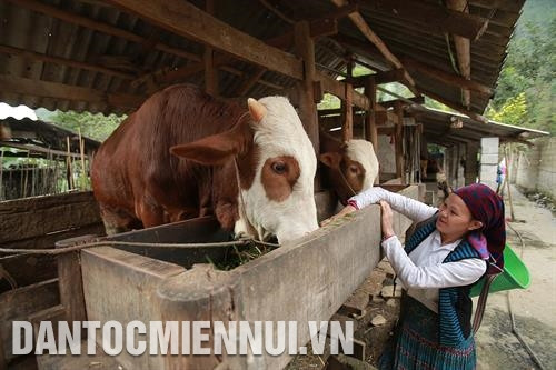 Làng nghề nấu rượu Há Ía, xã Cán Chu Phìn tạo công ăn việc làm cho nhiều lao động người Mông. Ảnh: An Thành Đạt Gia đình chị Giàng Thị Chợ ở thôn Pả Vi Hạ, xã Pả Vi làm giàu nhờ nuôi bò vỗ béo. Ảnh: An Thành Đạt Hộ gia đình ông Vàng Mí Dình ở thôn Séo Xả Lủng, xã Pải Lủng làm giàu nhờ nuôi ong mật. Ảnh: An Thành Đạt Nhiều hộ đồng bào Mông ở xã Tát Ngà thoát nghèo nhờ trồng hồng không hạt. Ảnh: An Thành Đạt