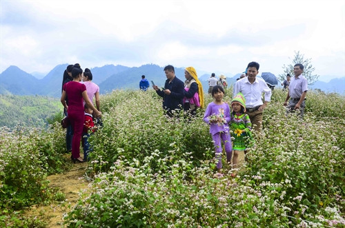 Du khách tham quan vườn hoa tam giác mạch. Du khách tham quan vườn hoa tam giác mạch.