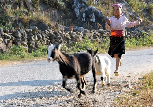 Cuộc sống thường nhất của người dân Cao nguyên đá Đồng Văn. Ảnh: Thanh Hà Chợ Đồng Văn, nơi giao lưu trao đổi hàng hóa. Ảnh: Thanh Hà Cuộc sống thường nhất của người dân Cao nguyên đá Đồng Văn. Ảnh: Thanh Hà Cột cờ Lũng Cú trên cao nguyên Đồng Văn. Ảnh: Thanh Hà Người dân Cao nguyên đá chắt chiu những giọt nước quý giá cho cuộc sống . Ảnh: Thanh Hà Cảnh đẹp của cánh đồng hoa Tam giác mạch nở rộ hai bên đường trên đường dẫn vào huyện Lũng Cú, nơi có địa danh du lịch nổi tiếng quốc gia Cột cờ Lũng Cú. Ảnh: Trọng Đạt Trẻ em vùng cao biên giới Cao nguyên đá Đồng Văn hàng ngày đến trường qua nhiều vách đá treo neo. Ảnh: Thanh Hà