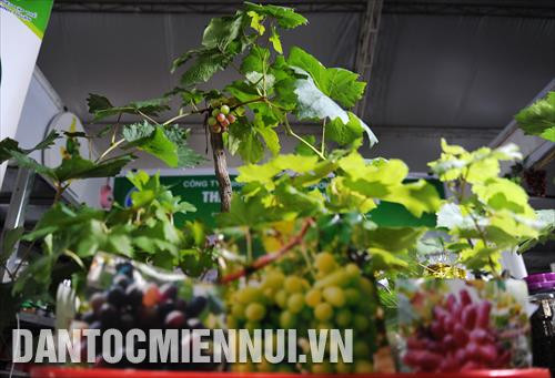 Các gian hàng nho được giới thiệu tại Hội chợ công thương Ninh Thuận 2019