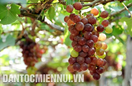 Vườn nho Thái An, xã Vĩnh Hải, huyện Ninh Hải, tỉnh Ninh Thuận