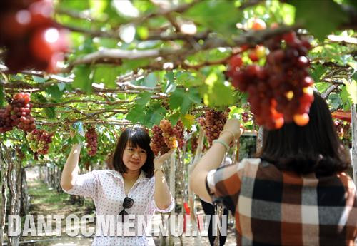 Du khách tham quan, chụp ảnh lưu niệm, tự thu hoạch nho tại vườn nho Thái An (xã Vĩnh Hải, huyện Ninh Hải, tỉnh Ninh Thuận)