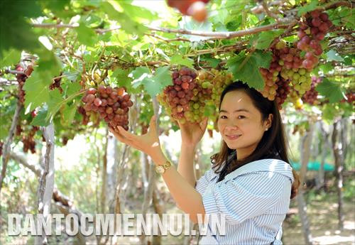 Du khách tham quan, chụp ảnh lưu niệm, tự thu hoạch nho tại vườn nho Thái An (xã Vĩnh Hải, huyện Ninh Hải, tỉnh Ninh Thuận)