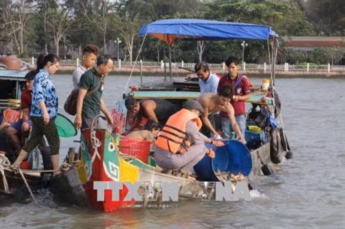 Sáng 1/4/2018, tại bến Ninh Kiều, thành phố Cần Thơ, Sở Nông nghiệp và Phát triển nông thôn thành phố phối hợp với Giáo hội Phật giáo Việt Nam thành phố Cần Thơ tổ chức thả trên 3 tấn cá giống các loại về thiên nhiên để tái tạo nguồn lợi thủy sản. Ảnh: Ngọc Thiện-TTXVN Sáng 1/4/2018, tại bến Ninh Kiều, thành phố Cần Thơ, Sở Nông nghiệp và Phát triển nông thôn thành phố phối hợp với Giáo hội Phật giáo Việt Nam thành phố Cần Thơ tổ chức thả trên 3 tấn cá giống các loại về thiên nhiên để tái tạo nguồn lợi thủy sản. Ảnh: Ngọc Thiện-TTXVN