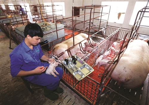 Trang trại nuôi lợn theo "chuỗi cung cấp thực phẩm nông - lâm - thủy sản an toàn" tại xã Ba Trại, huyện Ba Vì, mỗi năm cung cấp hàng trăm tấn thịt đảm bảo chất lượng theo tiêu chuẩn VietGAP