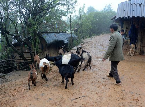 Sau khi cho đàn dê ăn xong, ông Vàng A Dếnh sống tại đèo Pha Đin lùa đàn dê vào chuồng để tránh rét. Ảnh: Văn Dũng - TTXVN Sau khi cho đàn dê ăn xong, ông Vàng A Dếnh sống tại đèo Pha Đin lùa đàn dê vào chuồng để tránh rét. Ảnh: Văn Dũng - TTXVN