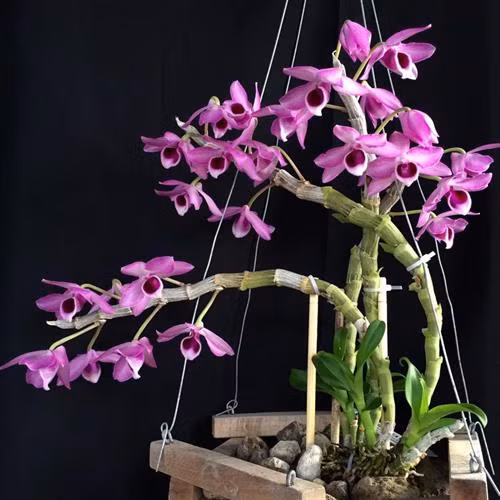 Kỹ thuật trồng và chăm sóc hoa lan Trầm tím không đơn giản.