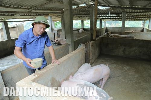 Năm 2013, anh Lò Văn Păn đã mạnh dạn đầu tư sản xuất với nhiều hình thức: mở trang trại chăn nuôi gia súc, gia cầm, đào ao thả cá... Ảnh: Nam Sương