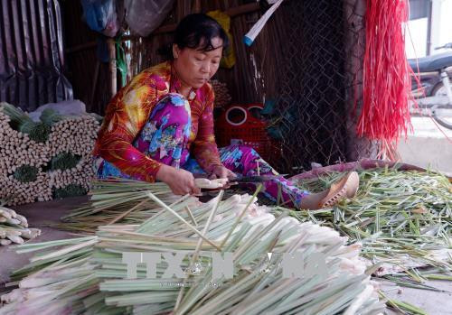 Nông dân gom, phân loại sả để bán cho thương lái. Ảnh: Nam Thái - TTXVN Nông dân gom, phân loại sả để bán cho thương lái. Ảnh: Nam Thái - TTXVN