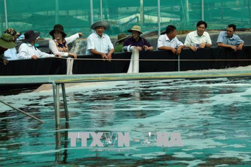 Trại thực nghiệm và sản xuất giống thủy sản Thứ 6 chuyển giao công nghệ cho nông dân trong tỉnh Kiên Giang. Ảnh: Lê Sen - TTXVN Trại thực nghiệm và sản xuất giống thủy sản Thứ 6 chuyển giao công nghệ cho nông dân trong tỉnh Kiên Giang. Ảnh: Lê Sen - TTXVN