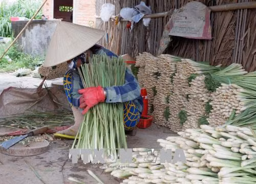 Nông dân gom, phân loại sả để bán cho thương lái. Ảnh: Nam Thái - TTXVN
