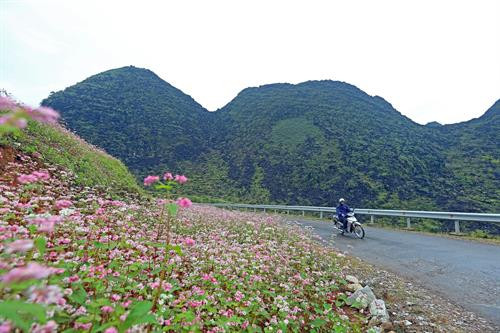 Hoa Tam giác mạch nở rộ trên những trên những cung đường lên cao nguyên đá Đồng Văn. Ảnh: Huy Hùng – TTXVN Hoa Tam giác mạch nở rộ trên những trên những cung đường lên cao nguyên đá Đồng Văn. Ảnh: Huy Hùng – TTXVN