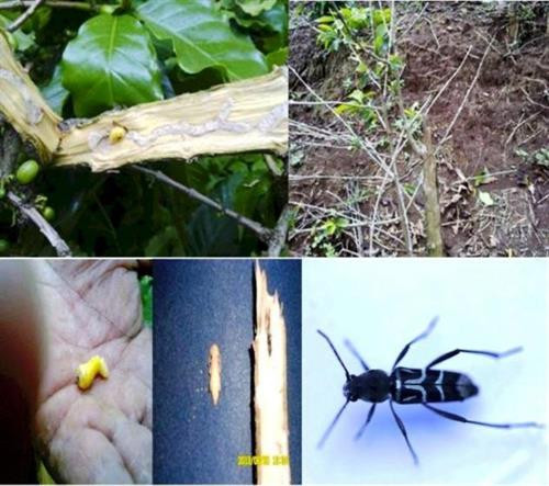 Sâu đục thân trên cây cà phê