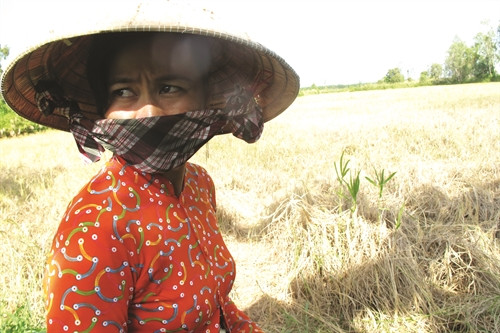 Người dân ở xã Khánh Bình Tây Bắc, huyện Trần Văn Thời (Cà Mau) đang rất lo lắng cho sinh kế của gia đình bên mảnh ruộng bị mất trắng do hạn, mặn. Người dân ở xã Khánh Bình Tây Bắc, huyện Trần Văn Thời (Cà Mau) đang rất lo lắng cho sinh kế của gia đình bên mảnh ruộng bị mất trắng do hạn, mặn.