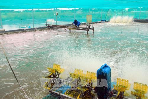 Một mô hình nuôi tôm sạch. Ảnh minh họa: TTXVN Một mô hình nuôi tôm sạch. Ảnh minh họa: TTXVN