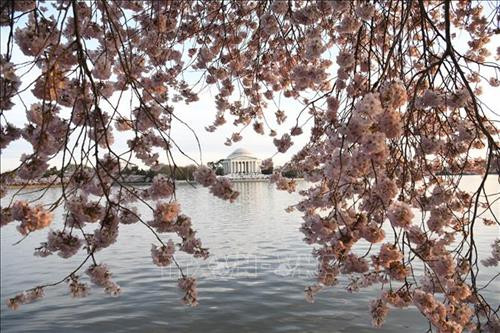 Hoa anh đào khoe sắc tại Washington D.C., Mỹ. Ảnh: THX/ TTXVN Hoa anh đào khoe sắc tại Washington D.C., Mỹ. Ảnh: THX/ TTXVN