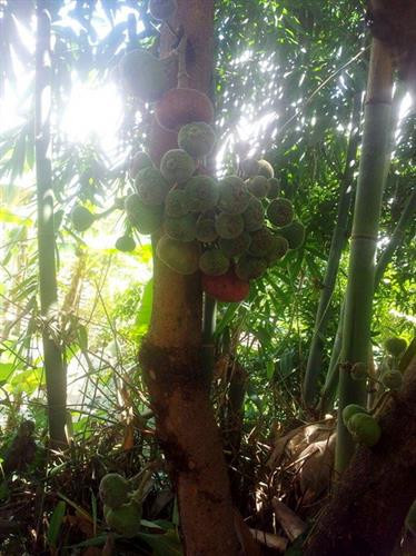 Ngõa mật - nồng say hương vị đồng rừng ảnh 1 Ngõa mật - nồng say hương vị đồng rừng ảnh 1