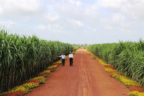 Hoa được trồng nhiều dọc 2 bên bờ lô để dụ dẫn côn trùng gây hại Hoa được trồng nhiều dọc 2 bên bờ lô để dụ dẫn côn trùng gây hại