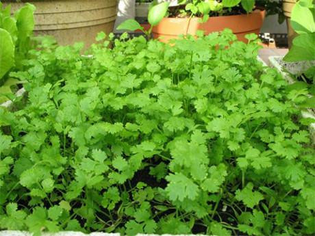 Những công dụng tuyệt vời của rau mùi thơm ảnh 12 Những công dụng tuyệt vời của rau mùi thơm ảnh 12