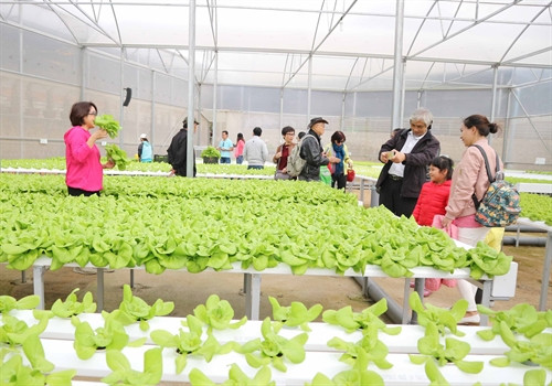 Trang trại rau thủy canh của gia đình anh Nguyễn Văn Dương (Phường 5) tấp nập khách đến tham quan. Trang trại rau thủy canh của gia đình anh Nguyễn Văn Dương (Phường 5) tấp nập khách đến tham quan.