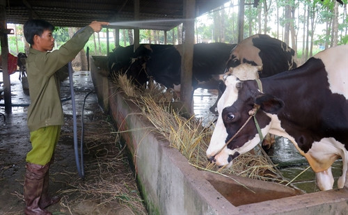 Các hộ chăn nuôi thường xuyên vệ sinh chuồn trại