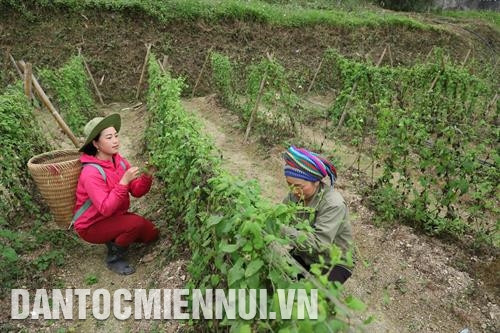 Chăm sóc vườn ươm cây dược liệu ở Công ty cổ phần dược liệu Mường Lống (thuộc Tập đoàn TH) nhằm tạo nguồn nguyên liệu phục vụ sản xuất thực phẩm chức năng và thuốc thảo dược quy mô lớn. Ảnh: Nam Sương