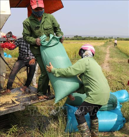 Thu hoạch lúa tại huyện Phú Thiện, tỉnh Gia Lai. Ảnh: Hoài Nam - TTXVN