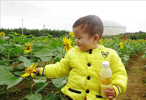 Em bé thích thú với những bông hoa hướng dương. Ảnh: Võ Dung-TTXVN Với giá vé vào cửa tham quan chỉ 30 ngàn đồng/người, cánh đồng hoa hướng dương và các vườn cây ở đây đang trở thành địa điểm du lịch mới lý tưởng cho du khách.Ảnh: Võ Dung-TTXVN Bên cạnh cánh đồng hoa hương dương, tại đây còn trồng các loại hoa như hoa ly, hoa cúc đủ màu và cây ăn quả. Ảnh: Võ Dung-TTXVN Cánh đồng hoa hướng dương tại Quảng Bình thu hút đông đảo du khách đến tham quan chụp ảnh trong ngày đầu năm mới 2019. Ảnh: Võ Dung-TTXVN Riêng trong ngày 1/2019, cánh đồng hoa hướng dương ở Quảng Bình đã đón khoảng 3 ngàn lượt khách đến thưởng lãm và vui chơi. Ảnh: Võ Dung-TTXVN Em bé thích thú với những bông hoa hướng dương. Ảnh: Võ Dung-TTXVN Với giá vé vào cửa tham quan chỉ 30 ngàn đồng/người, cánh đồng hoa hướng dương và các vườn cây ở đây đang trở thành địa điểm du lịch mới lý tưởng cho du khách.Ảnh: Võ Dung-TTXVN Bên cạnh cánh đồng hoa hương dương, tại đây còn trồng các loại hoa như hoa ly, hoa cúc đủ màu và cây ăn quả. Ảnh: Võ Dung-TTXVN Cánh đồng hoa hướng dương tại Quảng Bình thu hút đông đảo du khách đến tham quan chụp ảnh trong ngày đầu năm mới 2019. Ảnh: Võ Dung-TTXVN Riêng trong ngày 1/2019, cánh đồng hoa hướng dương ở Quảng Bình đã đón khoảng 3 ngàn lượt khách đến thưởng lãm và vui chơi. Ảnh: Võ Dung-TTXVN