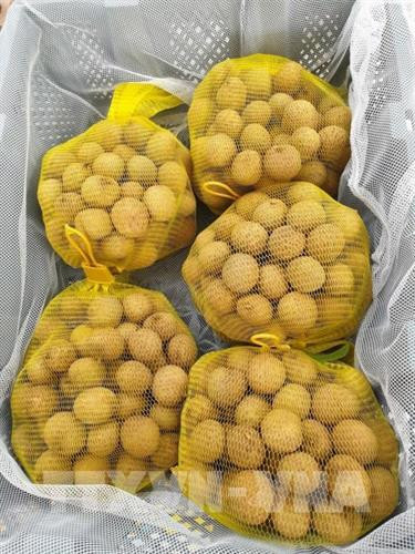 Lô nhãn tươi được Công ty Thương mại và Xuất nhập khẩu Green Path Việt Nam chuyển vào miền Nam để chiếu xạ rồi xuất khẩu sang Australia. Ảnh: TTXVN phát Lô nhãn tươi được Công ty Thương mại và Xuất nhập khẩu Green Path Việt Nam chuyển vào miền Nam để chiếu xạ rồi xuất khẩu sang Australia. Ảnh: TTXVN phát