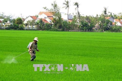 Nông dân xã Hòa An, huyện Phú Hòa, tỉnh Phú Yên phun thuốc trừ sâu bệnh. Ảnh: Thế Lập - TTXVN