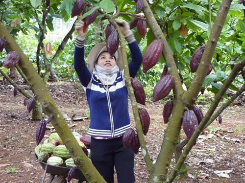 Chuyển đổi cơ cấu sản xuất thích ứng với thời tiết ở Gò Công Tây ảnh 2 Chuyển đổi cơ cấu sản xuất thích ứng với thời tiết ở Gò Công Tây ảnh 2