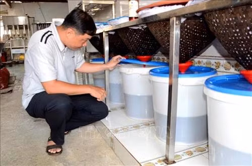Sau khi ủ 12 tháng, mắm đã chín ngấu được lọc qua một phễu tre lót 2 lớp vải, quá trình này giúp nước mắm có màu trong và đẹp. Ảnh: Quốc Dũng - TTXVN