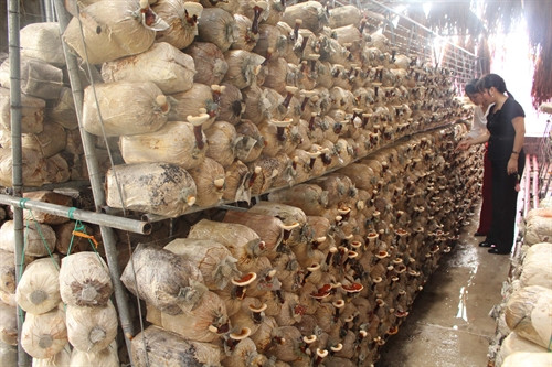 Mô hình trồng nấm linh chi ở xã Đông Thịnh. Mô hình trồng nấm linh chi ở xã Đông Thịnh.