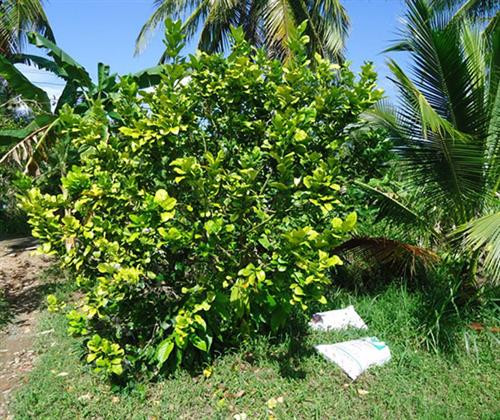 Bệnh vàng lá thối rễ trên bưởi. Ảnh: snnptnt.bentre.gov.vn Bệnh vàng lá thối rễ trên bưởi. Ảnh: snnptnt.bentre.gov.vn